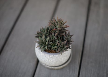 ハオルチア 五重の塔 Haworthia tortuosa