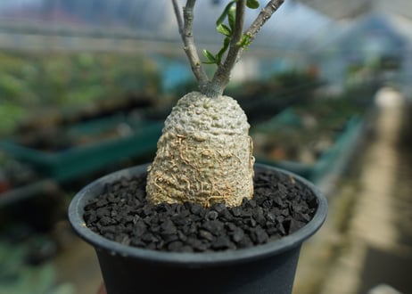 フォッケア　エデュリス　”火星人”　Fockea edulis  No.1