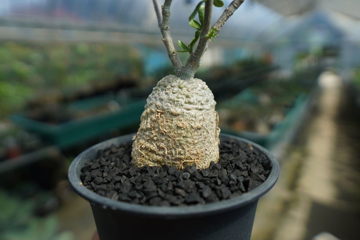 フォッケア　火星人　フォッケアエデュリス フォッケア・エデュリス（火星人）の基本情報・育て方｜多肉植物