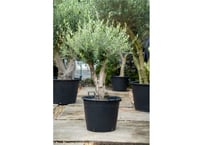 オペルクリカリア デカリー 根ざし | mana's farm:塊根植物