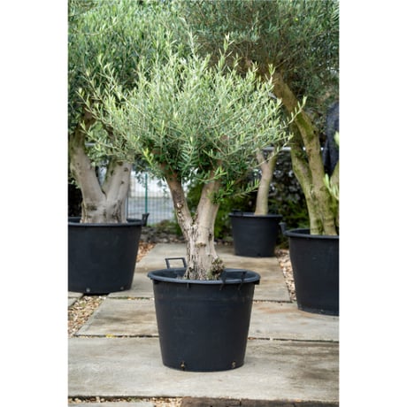 国産オリーブ　No.3 売約済