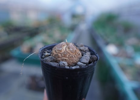 亀甲竜　Dioscorea elephantipes　No.5