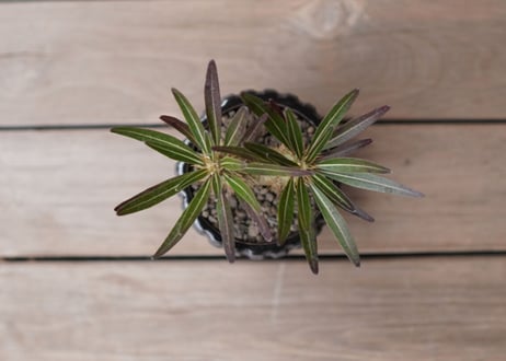 パキポディウム・ロスラーツム　ドラケイ　2頭　Pachypodium rosulatum var. drakei