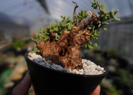 ケラリア ピグマエア Ceraria pygmaea  No.2
