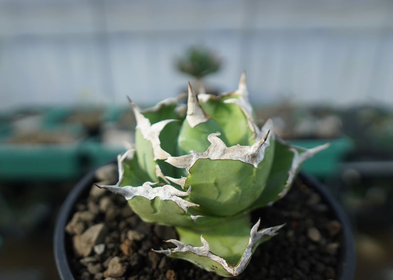 アガベ チタノタ 螃蟹 Agave titanota Crab | mana's farm:塊