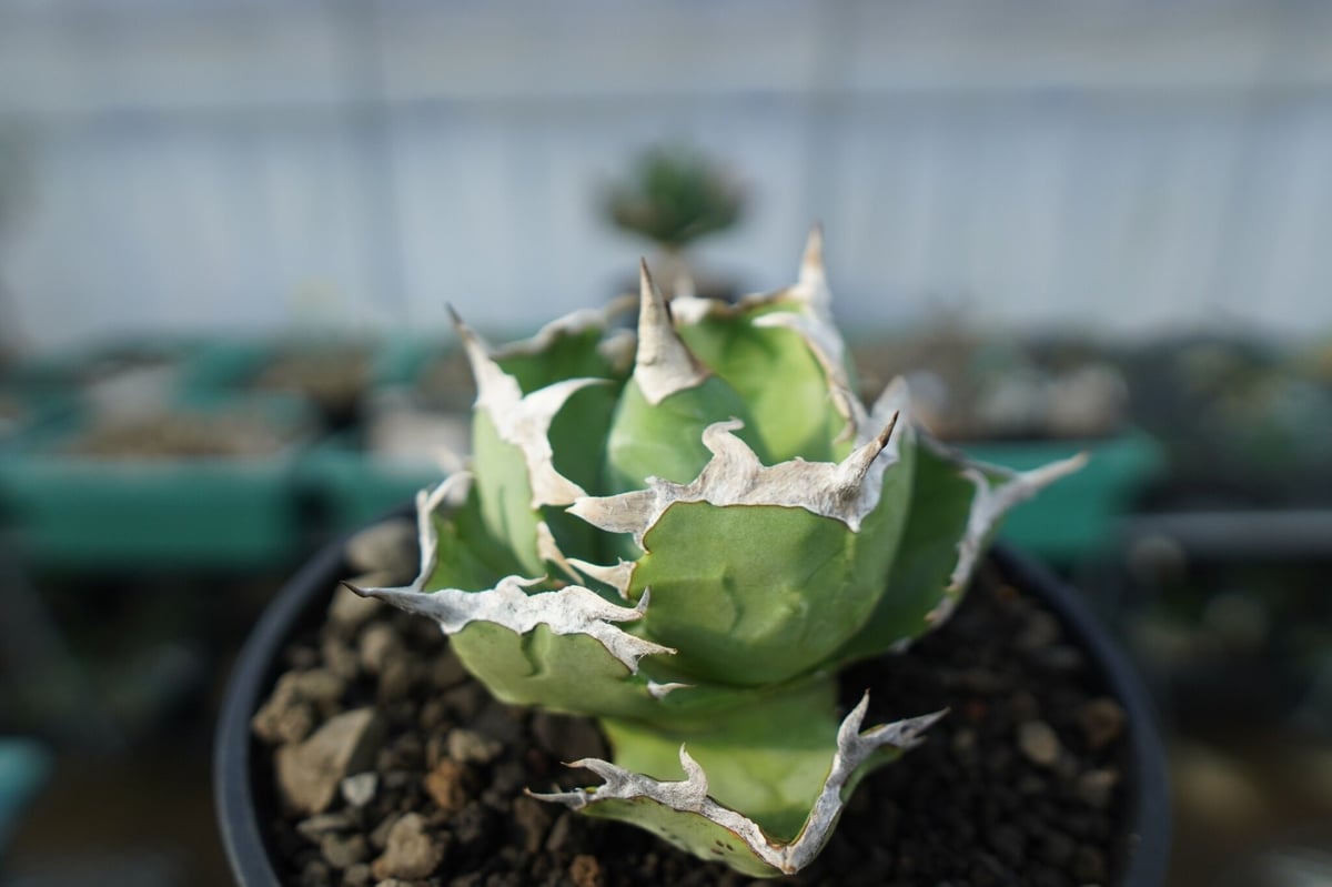 アガベ チタノタ 螃蟹 Agave titanota Crab | mana's farm:塊