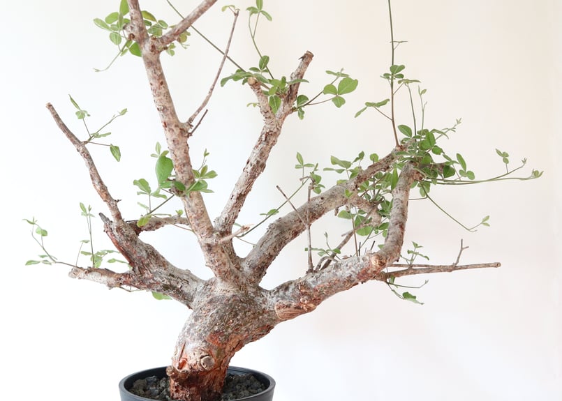【GWセール】 コミフォラ オルビクラリス　発根済み 21 発根済 commiphora orbicularis コミフォラ オルビクラリス