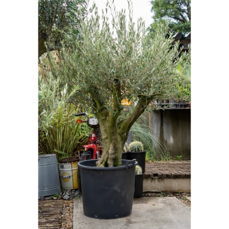 国産オリーブ ミッション　No.6