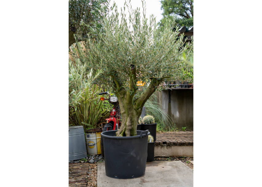 国産オリーブ ミッション No.6 | mana's farm:塊根植物・アガベ