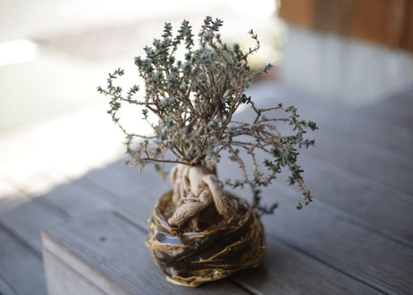 姫紅小松　Trichodiadema bulbosum
