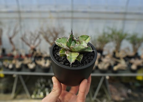 アガベ　チタノタ　 ブラックアンドブルー 　Agave titanota black and blue　No.1