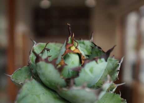 アガベ　チタノタ　 ブラックアンドブルー 　Agave titanota black and blue
