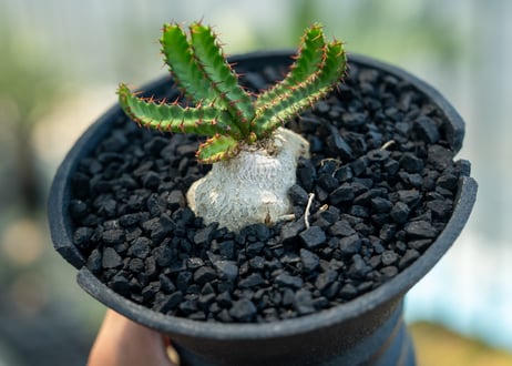 ユーフォルビア　飛竜　Euphorbia stellata