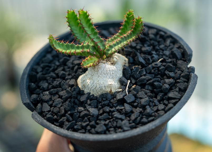 ユーフォルビア 飛竜 Euphorbia stellata | mana's farm:塊根植