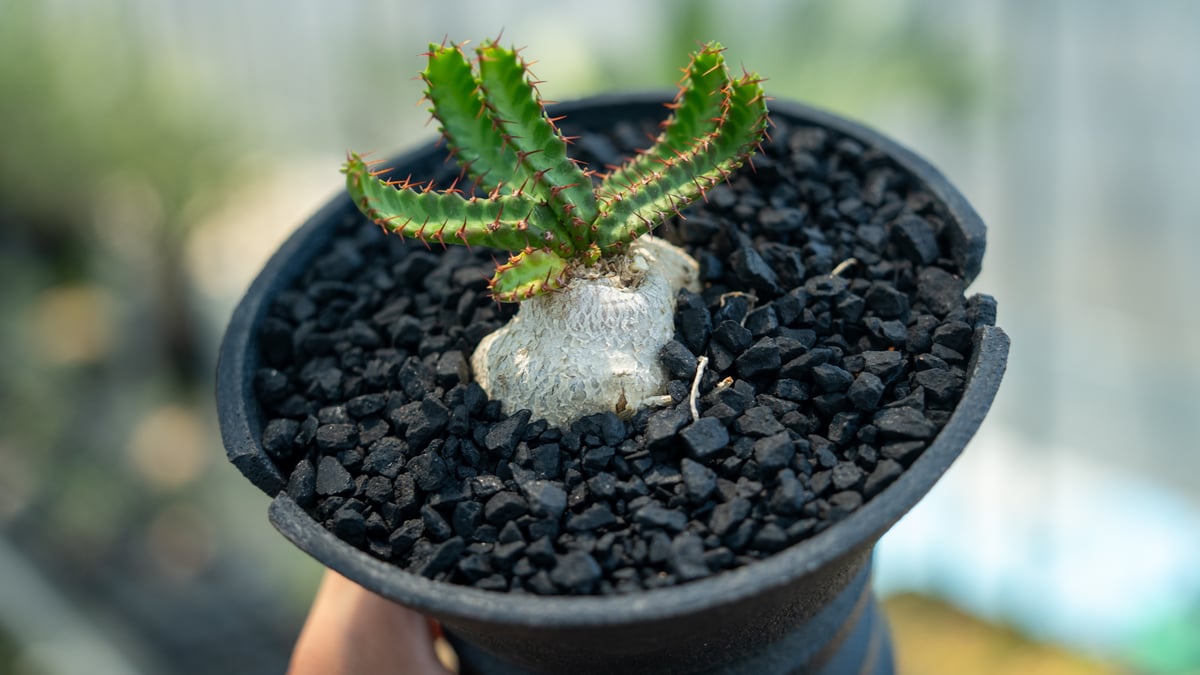 ユーフォルビア 飛竜 Euphorbia stellata | mana's farm:塊根植