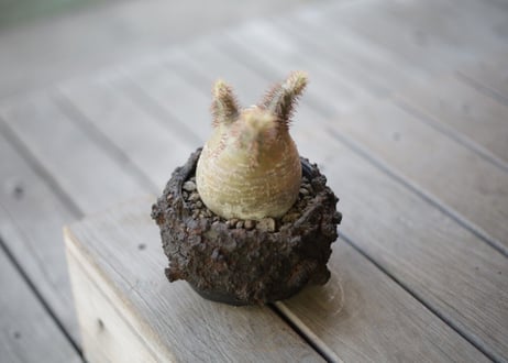 パキポディウム グラキリス　Pachypodium Gracilius