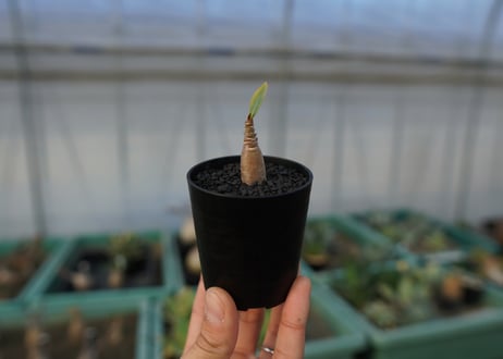 アデニウム　Adenium  No.1