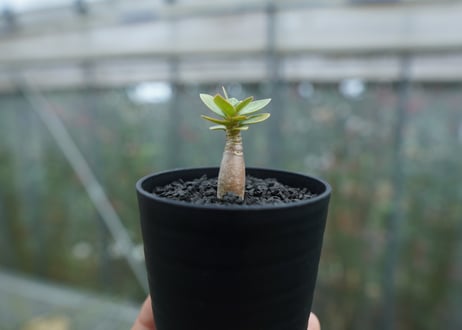 アデニウム　Adenium  No.4