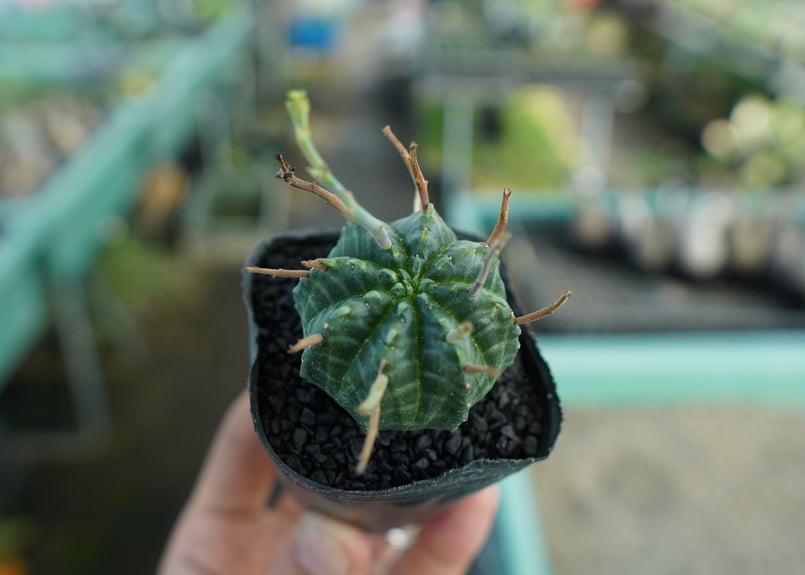 ユーフォルビア スーパーバリダ Euphorbia super valida No.4 |
