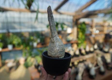 【未発根】パキポディウム　グラキリス　 Pachypodium Gracilius  No.4