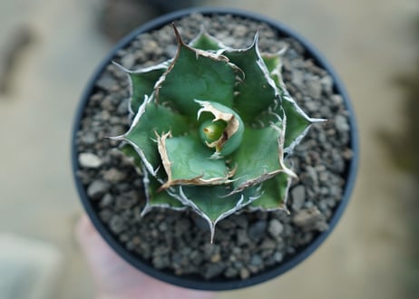アガベ　チタノタ　 FO-76 　Agave titanota FO-76  No.1