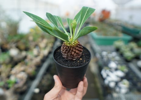 ユーフォルビア　鉄甲丸　Euphorbia bupleurifolia