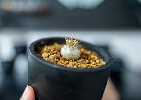 パキポディウム マカイエンセ　 Pachypodium Makayense　沖縄実生