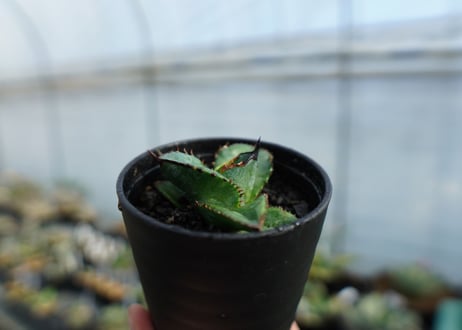【特選株】アガベ　チタノタ　ブルー　agave titanota Blue 　No.1