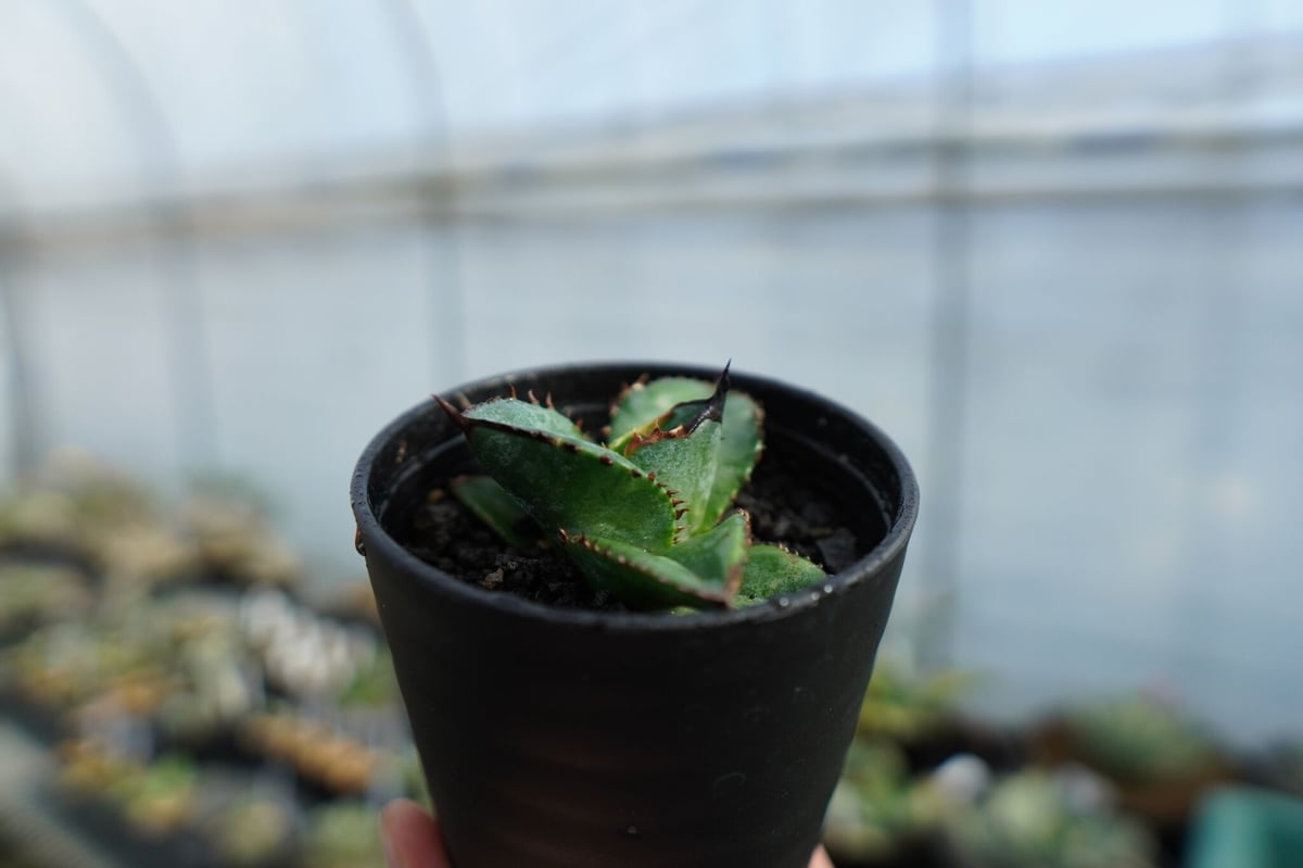 特選株】アガベ チタノタ ブルー agave titanota Blue No.1 | m
