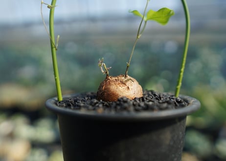 亀甲竜　Dioscorea elephantipes No.1
