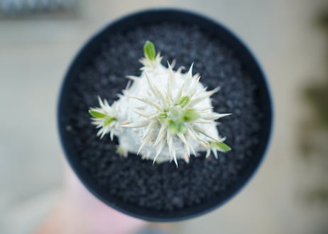 パキポディウム　恵比寿大黒　Pachypodium Densicaule　No.2