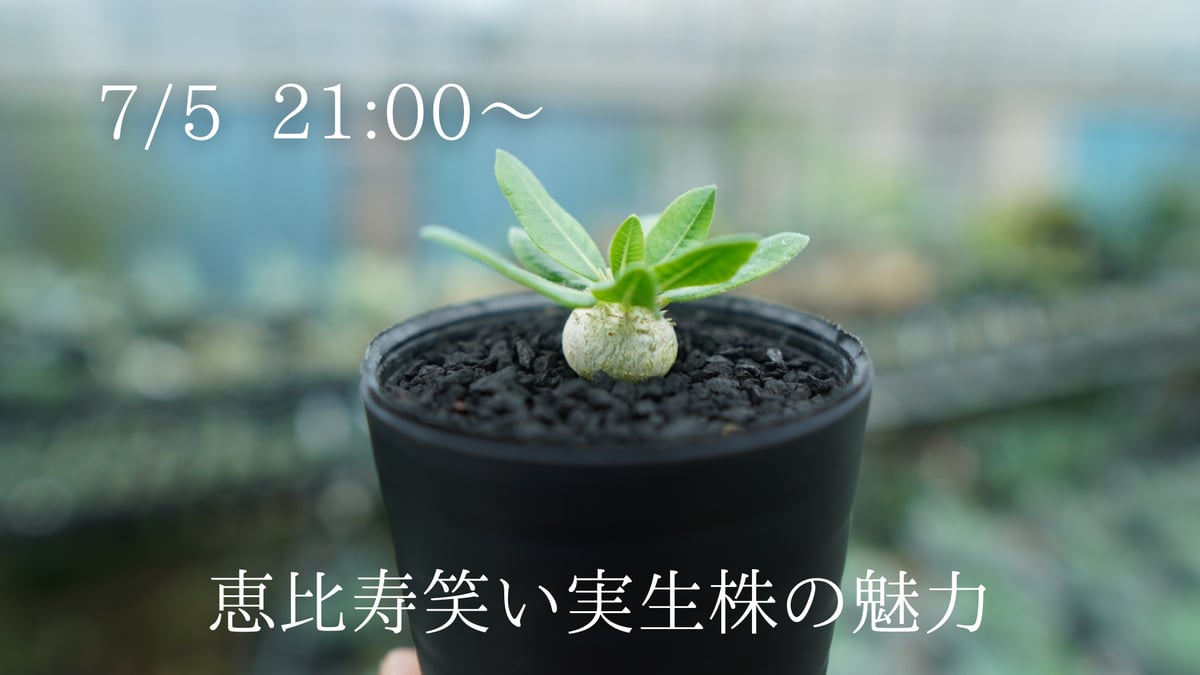 恵比寿笑い実生株の魅力。 | mana's farm:塊根植物・アガベ・ドライ