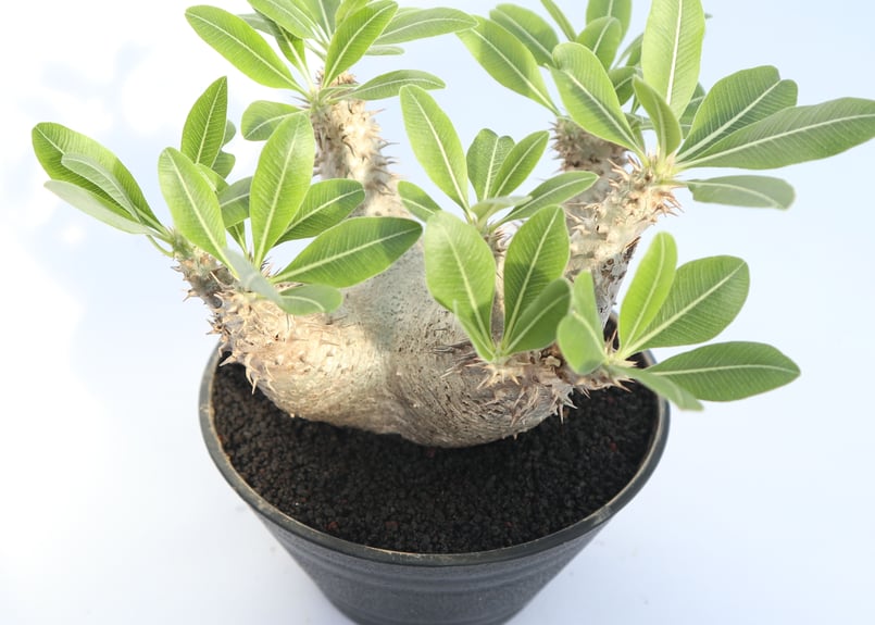 パキポディウム ホロンベンセ | mana's farm:塊根植物・アガベ・ドライ