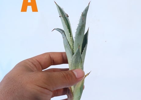 Agave pygmaea 'Dragon Toes' ｓ