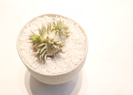 パキポディウム　エブレネウム　国内実生　花芽つき