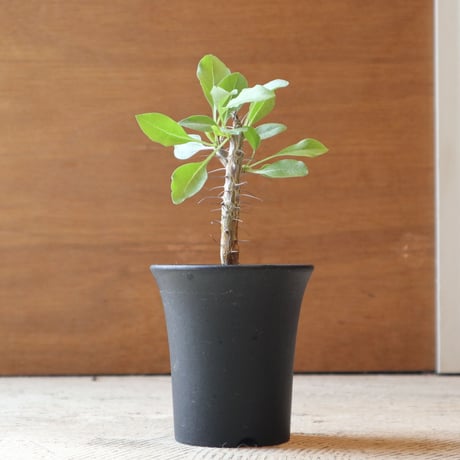 フォークイエリアディグエッティ | STORES