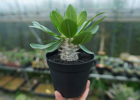 パキポディウム　恵比寿大黒　Pachypodium Densicaule　No.9