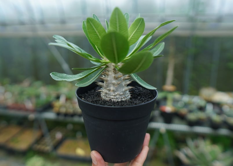 パキポディウム 恵比寿大黒 Pachypodium Densicaule No.9 | man