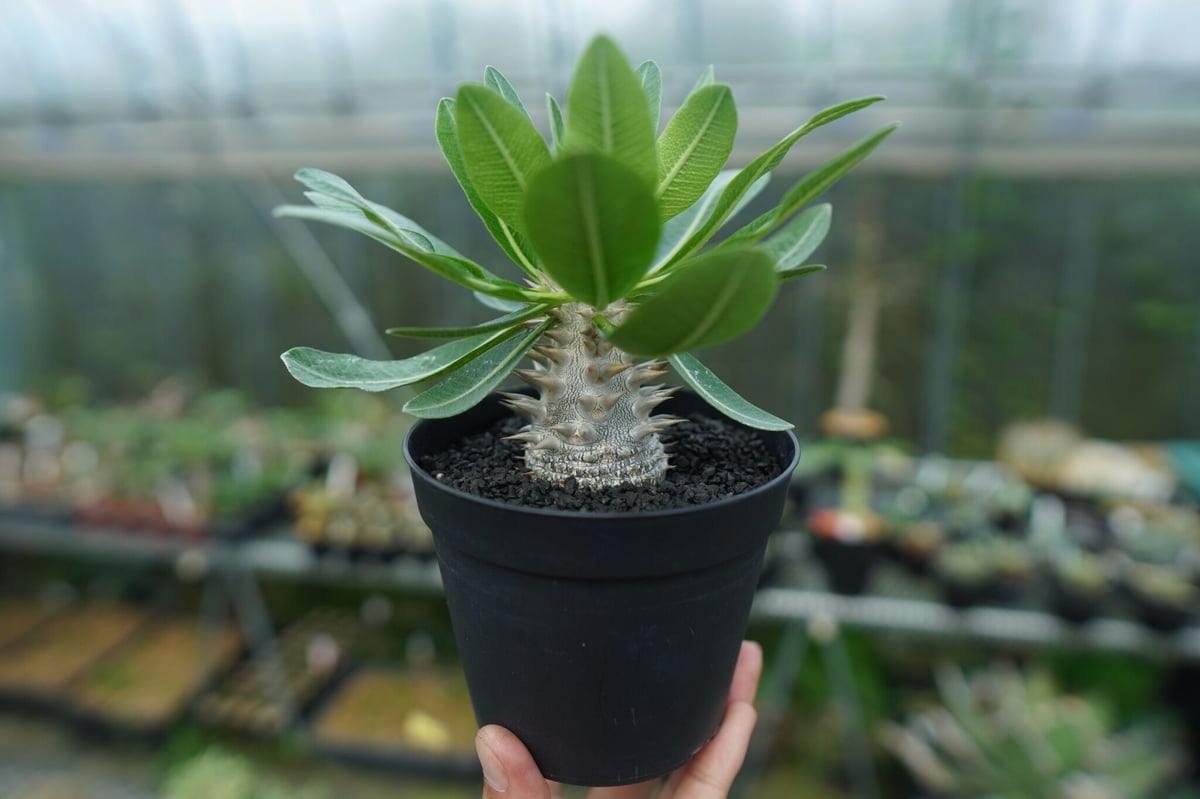 【多肉植物】パキポディウム　恵比寿大黒　９ パキポディウム 恵比寿大黒 Pachypodium Densicaule No.9 | man