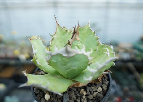アガベ　チタノタ　聖火　Agave titanota Torch