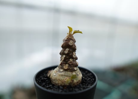 ドルステニア フォエチダ Dorstenia foetida　No.2
