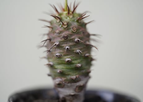Euphorbia pachypodioides