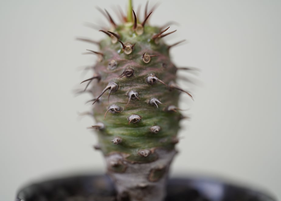 5face4b4b00aa34b33d9bcda