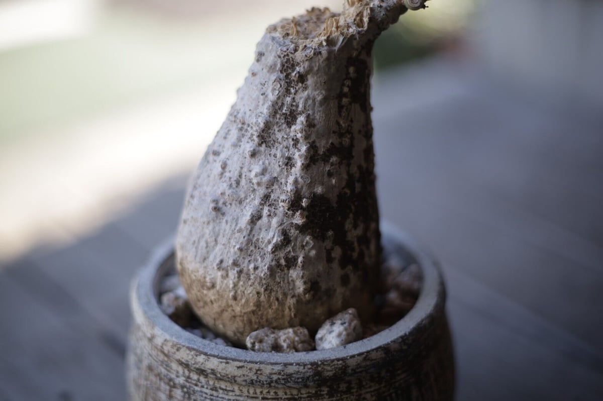 ケドロスティス アフリカーナ Kedrostis africana | mana's farm