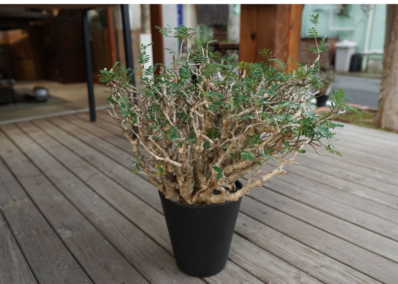 センナ・メリディオナリス ③ ザ・ファームセレクト]センナ：メリディオナリス 3号25-10 の