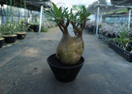 パキポディウム　グラキリス　 Pachypodium Gracilius  No.1