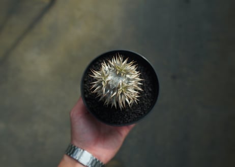 パキポディウム　恵比寿大黒　Pachypodium Densicaule