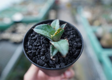 アガベ　チタノタ　 ブラックアンドブルー 　Agave titanota black and blue　No.13