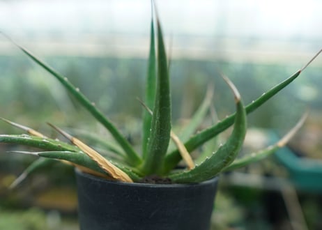 アガベ　ユタエンシス　Agave uthaensis　No.10