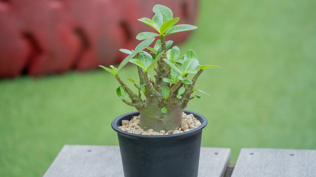 アデニウム モンスター✴️鉢付き 塊根植物 アデニウム モンスター | mana's farm:塊根植物・アガベ・ドライ